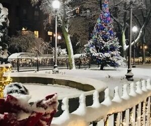 Worcester Square Holiday Tree Lighting